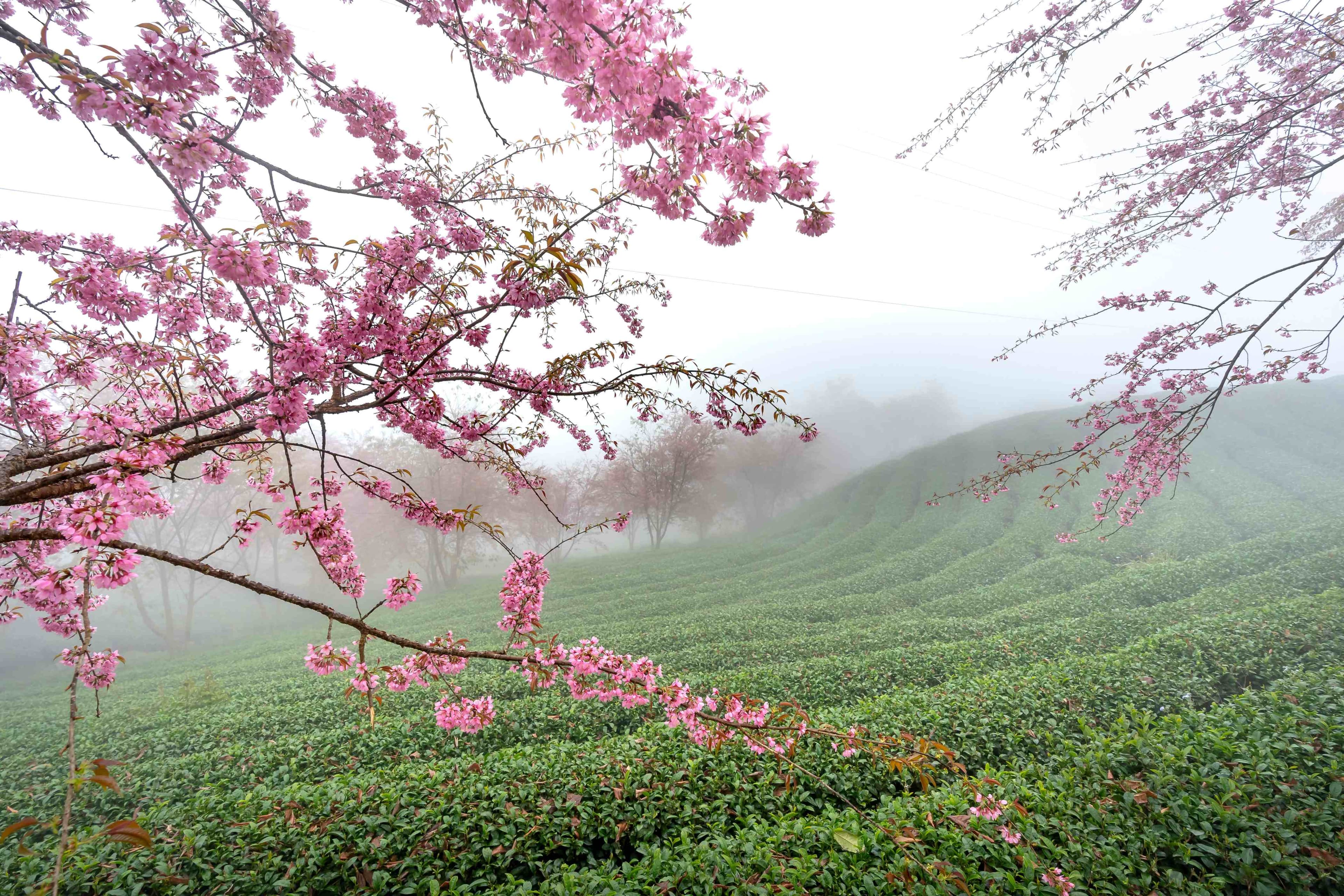 Himalayan tea plantation